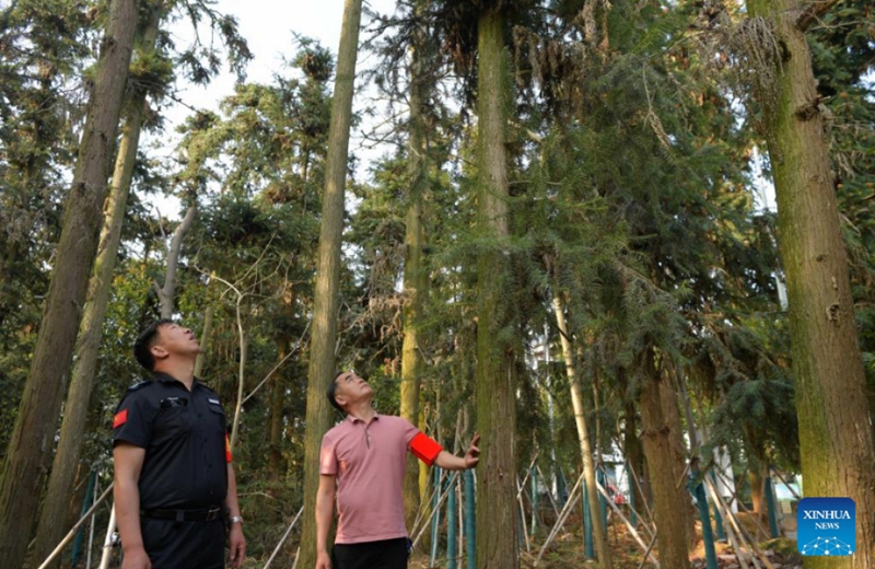 Local villagers patrol at Xiangshan forest park as an effort to protect egrets in Xinjian District of Nanchang, east China's Jiangxi Province, March 15, 2022. Xiangshan in east China's Jiangxi, dubbed as the egret kingdom, a habitat where large flocks of egrets migrate to nest and breed during their breeding season each year.Photo: Xinhua