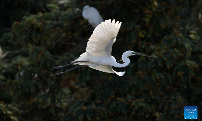 Photo taken on March 15, 2022 shows an egret flying at Xiangshan forest park in Xinjian District of Nanchang, east China's Jiangxi Province. Xiangshan in east China's Jiangxi, dubbed as the egret kingdom, a habitat where large flocks of egrets migrate to nest and breed during their breeding season each year. Photo: Xinhua 