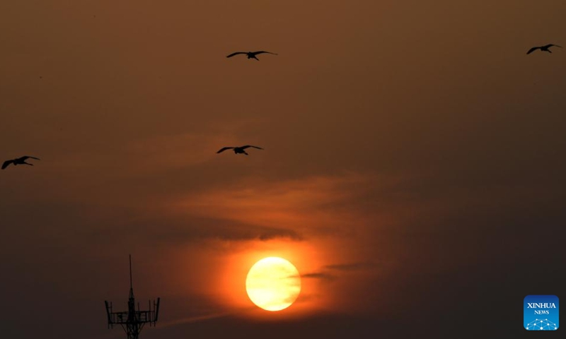 Photo taken on March 15, 2022 shows egrets flying against sunset at Xiangshan forest park in Xinjian District of Nanchang, east China's Jiangxi Province. The population of the migrant bird has increased as efforts are enhanced to protect the habitat that is now a hot spot for photographers and bird observers. Photo: Xinhua 