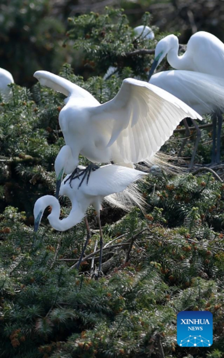 Photo taken on March 15, 2022 shows egrets at Xiangshan forest park in Xinjian District of Nanchang, east China's Jiangxi Province. Xiangshan in east China's Jiangxi, dubbed as the egret kingdom, a habitat where large flocks of egrets migrate to nest and breed during their breeding season each year. Photo: Xinhua 