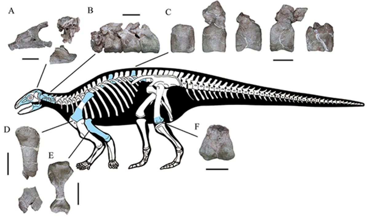 Asia's earliest known armored dinosaur fossil found in Southwest ...