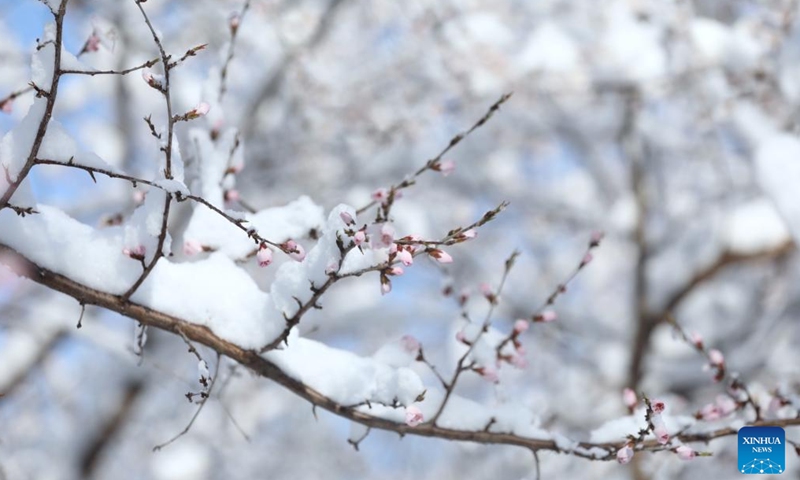 Photo taken on March 19, 2022 shows the snow scenery at a park in Daxing District of Beijing, capital of China.Photo:Xinhua