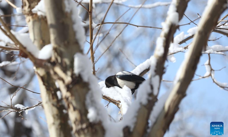 Photo taken on March 19, 2022 shows a bird resting on the branch of a snow-covered tree at a park in Daxing District of Beijing, capital of China.Photo:Xinhua