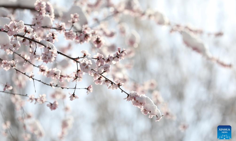 Photo taken on March 19, 2022 shows the snow scenery at a park in Daxing District of Beijing, capital of China.Photo:Xinhua