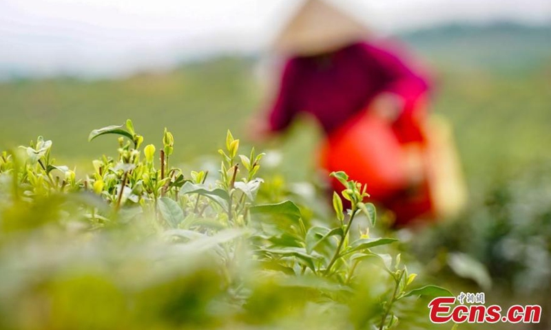 A villager harvests spring tea leaves at a tea plantation in Xinyu city, east China's Jiangxi Province, March 18, 2022. Over 66 hectares of spring tea begin harvest in Jiangxi. (Photo: China News Service/Zhao Chunliang)