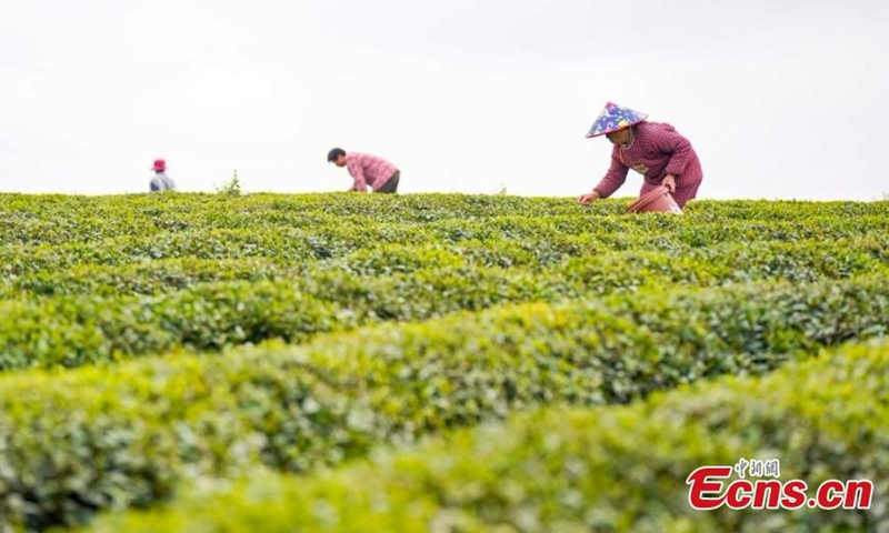 Villagers harvest spring tea leaves at a tea plantation in Xinyu city, east China's Jiangxi Province, March 18, 2022. Over 66 hectares of spring tea begin harvest in Jiangxi. (Photo: China News Service/Zhao Chunliang)