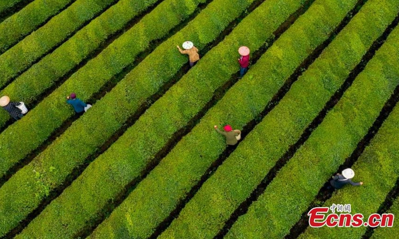 Villagers harvest spring tea leaves at a tea plantation in Xinyu city, east China's Jiangxi Province, March 18, 2022. Over 66 hectares of spring tea begin harvest in Jiangxi. (Photo: China News Service/Zhao Chunliang)