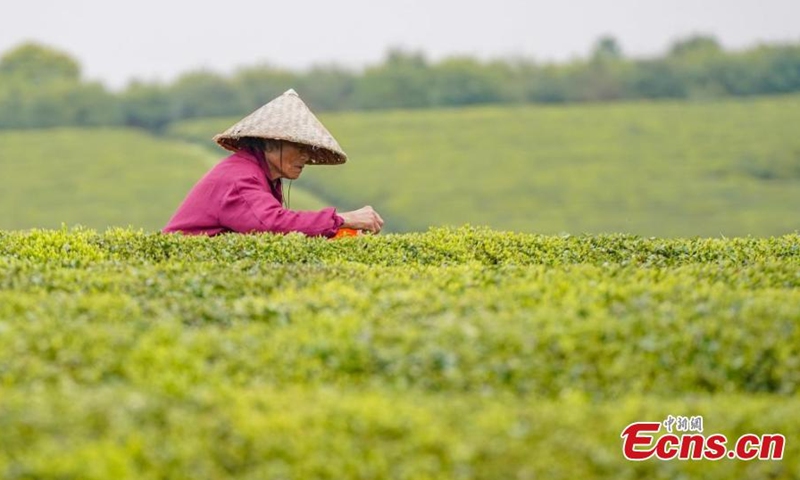 A villager harvests spring tea leaves at a tea plantation in Xinyu city, east China's Jiangxi Province, March 18, 2022. Over 66 hectares of spring tea begin harvest in Jiangxi. (Photo: China News Service/Zhao Chunliang)