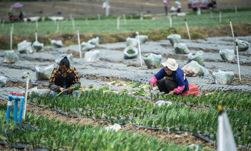 Farmers work in the field in Guangshun Town of Changshun County, southwest China's Guizhou Province, on the date of Chunfen, which falls on March 20, 2022.Photo:Xinhua