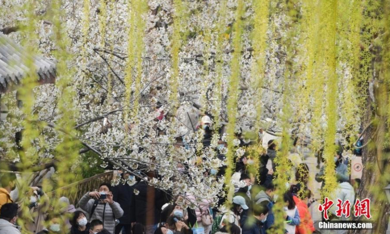 Tourists take photos of cherry blossoms at Su Causeway, West Lake scenic area in Hangzhou, east China's Zhejiang Province, March 20, 2022. Cherry blossoms have entered the blossom season across China. (Photo: China News Service/Wang Gang)