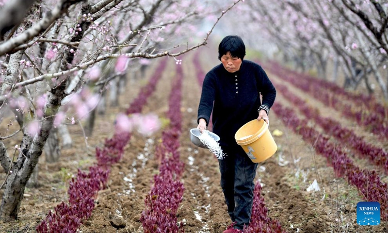 A farmer works in an orchard in Wuma Town of Bozhou, east China's Anhui Province, on the date of Chunfen, which falls on March 20, 2022.Photo:Xinhua