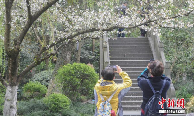 Tourists take photos of cherry blossoms at Su Causeway, West Lake scenic area in Hangzhou, east China's Zhejiang Province, March 20, 2022. Cherry blossoms have entered the blossom season across China. (Photo: China News Service/Wang Gang)