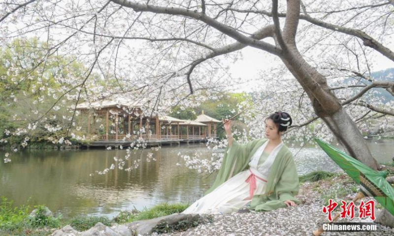 A woman in traditional Hanfu takes photos under cherry trees at West Lake scenic area in Hangzhou, east China's Zhejiang Province, March 20, 2022. Cherry blossoms have entered the blossom season across China. (Photo: China News Service/Wang Gang)