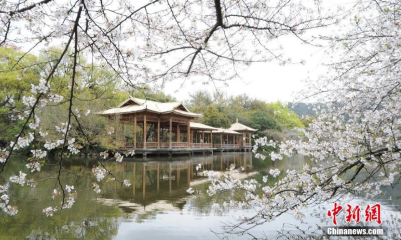 Cherry blossoms add beauty to West Lake scenic area in Hangzhou, east China's Zhejiang Province, March 20, 2022. Cherry blossoms have entered the blossom season across China. (Photo: China News Service/Wang Gang)