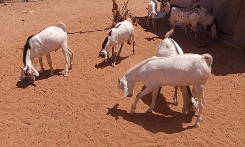 Goats search for food in a bare land at Lagdera, Garissa County, Nov. 25, 2021. (Photo: Xinhua)