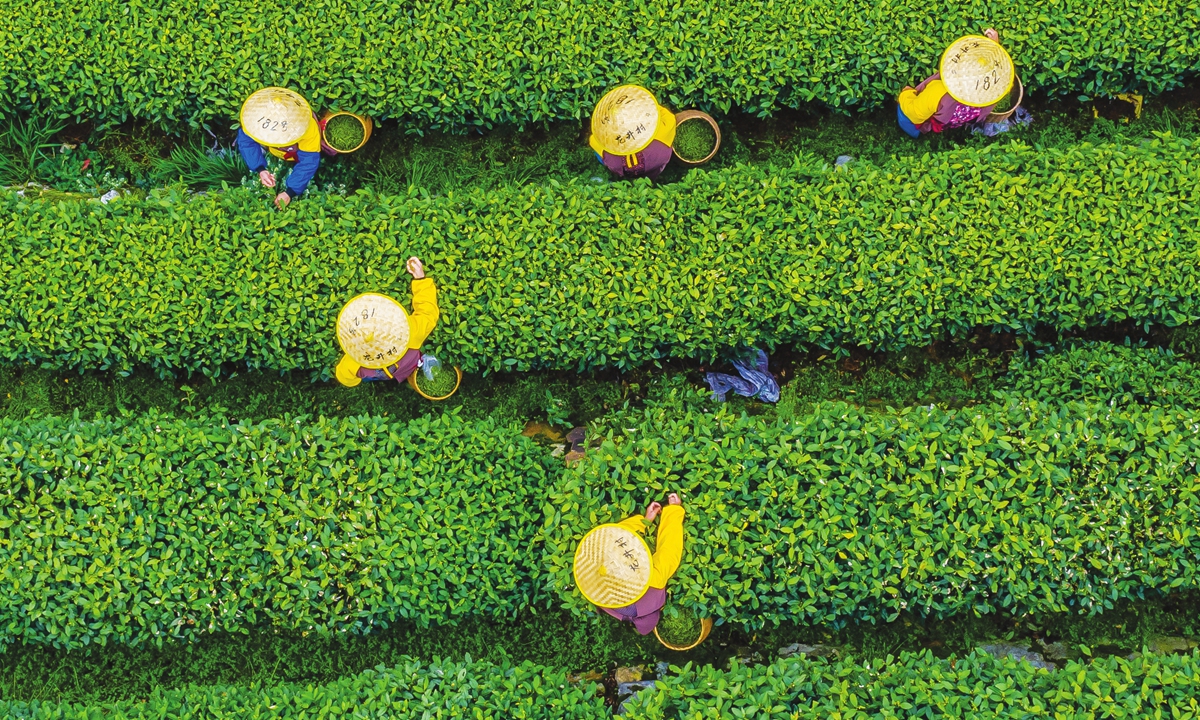 Tea-plucking workers scramble for fresh tea in Longjing village of West Lake in Hangzhou, East China's Zhejiang Province, on March 18, 2022. Photo: IC