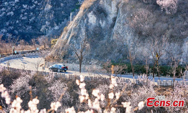 Cars drive through sea of flower blossoms on the winding Changchi highway, the most beautiful highway in suburb of Beijing, April 5, 2022. (Photo/VCG)