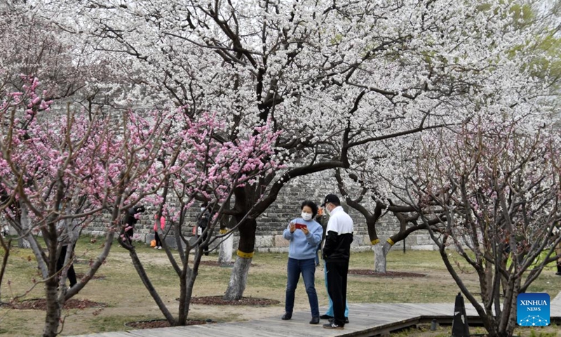 People view blooming peach flowers in Beijing - Global Times