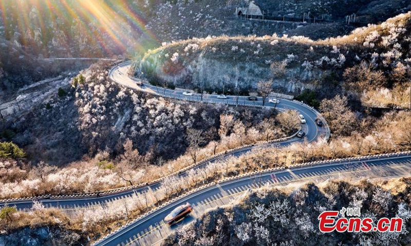 Cars drive through sea of flower blossoms on the winding Changchi highway, the most beautiful highway in suburb of Beijing, April 5, 2022. (Photo/VCG)

Changchi Road, which links Changling township, Changping district of Beijing, with Chicheng county, north China's Hebei Province, is very popular with self-driving tour enthusiasts in Beijing.