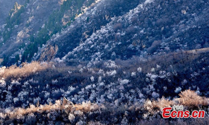 Cars drive through sea of flower blossoms on the winding Changchi highway, the most beautiful highway in suburb of Beijing, April 5, 2022. (Photo/VCG)