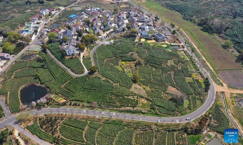 Aerial photo taken on March 29, 2022 shows a tea garden in Jiangning District of Nanjing, east China's Jiangsu Province. Traditionally, Chinese value tea made from the very first tea sprouts in spring that should be picked up before Qingming Festival, which falls on April 5 this year.(Photo: Xinhua)