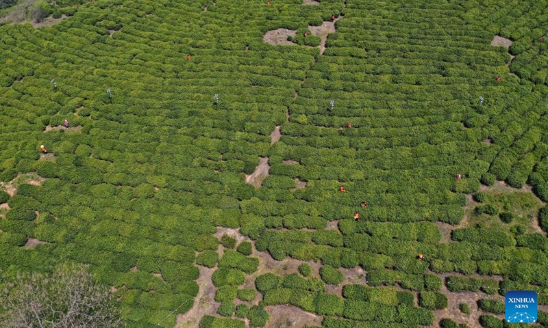 Aerial photo taken on March 29, 2022 shows workers picking tea leaves in a tea garden in Jiangning District of Nanjing, east China's Jiangsu Province. Traditionally, Chinese value tea made from the very first tea sprouts in spring that should be picked up before Qingming Festival, which falls on April 5 this year.(Photo: Xinhua)