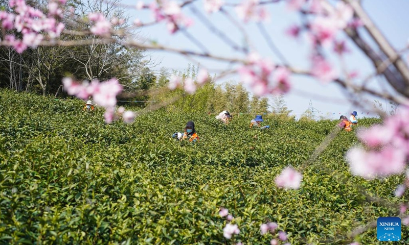 Workers pick tea leaves in a tea garden in Jiangning District of Nanjing, east China's Jiangsu Province, March 29, 2022. Traditionally, Chinese value tea made from the very first tea sprouts in spring that should be picked up before Qingming Festival, which falls on April 5 this year.(Photo: Xinhua)