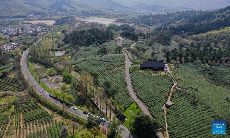 Aerial photo taken on March 29, 2022 shows a tea garden in Jiangning District of Nanjing, east China's Jiangsu Province. Traditionally, Chinese value tea made from the very first tea sprouts in spring that should be picked up before Qingming Festival, which falls on April 5 this year.(Photo: Xinhua)