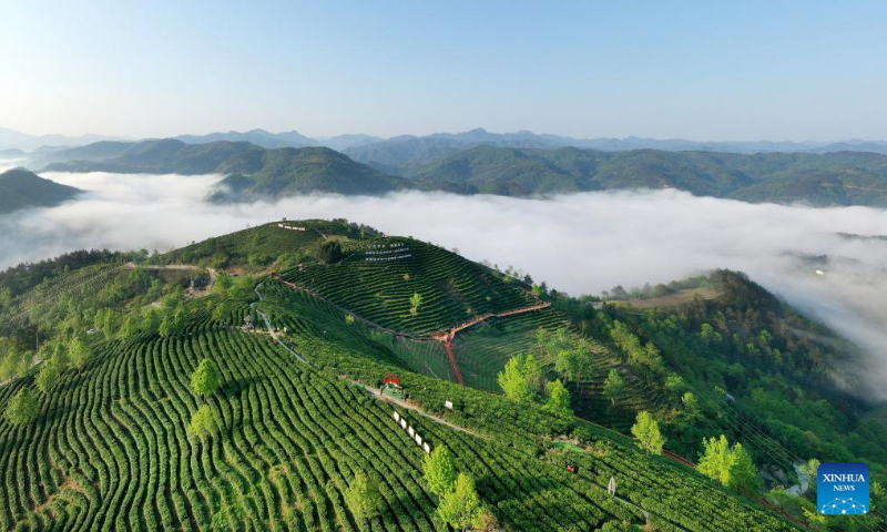 Aerial photo taken on April 5, 2022 shows a tea garden in Pingli County, northwest China's Shaanxi Province.