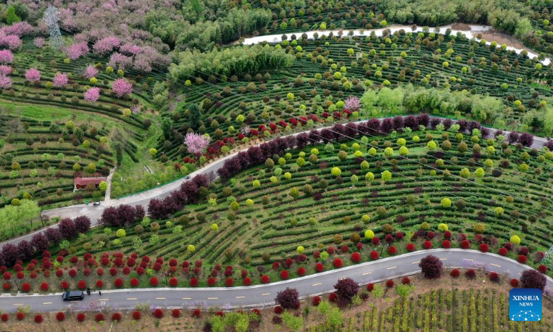 Aerial photo taken on April 5, 2022 shows a tea garden in Pingli County, northwest China's Shaanxi Province.