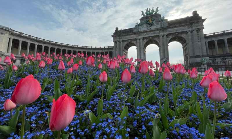 Tulips are pictured at the Park of the Fiftieth Anniversary in Brussels, Belgium, March 30, 2022. (Photo: Xinhua)