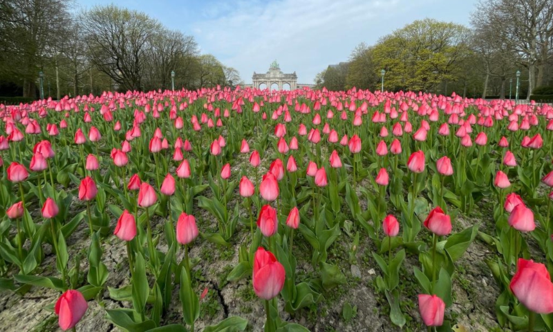 Tulips are pictured at the Park of the Fiftieth Anniversary in Brussels, Belgium, March 30, 2022. (Photo: Xinhua)