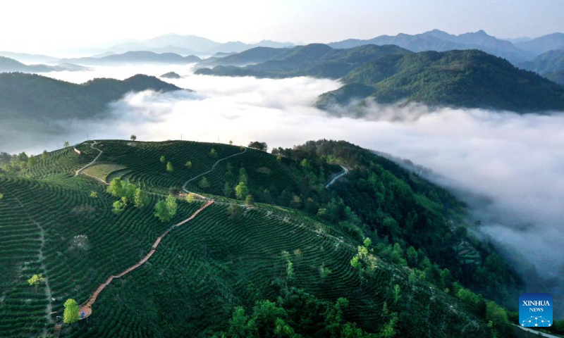 Aerial photo taken on April 5, 2022 shows a tea garden in Pingli County, northwest China's Shaanxi Province.