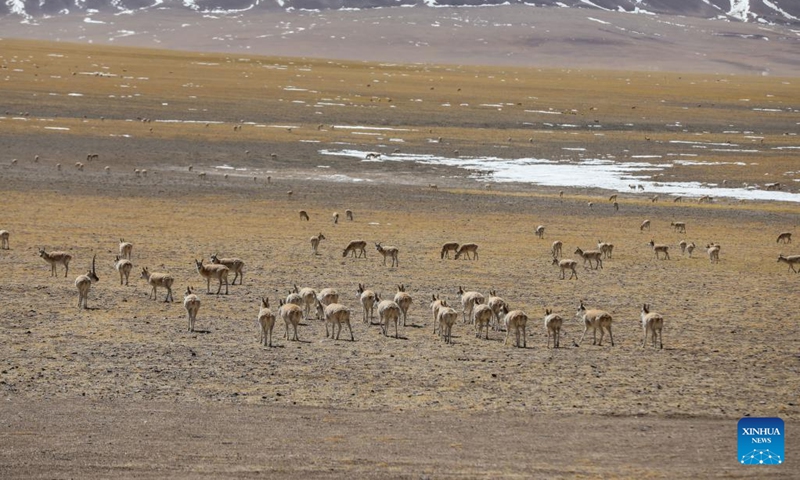 Tibetan antelopes seen in Gerze County of Ali Prefecture, Tibet ...