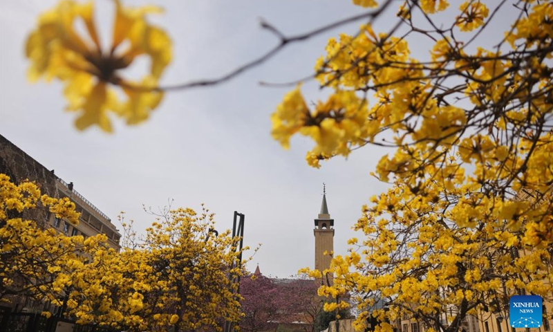 Blooming Tabebuia Chrysantha trees are seen in downtown Beirut, Lebanon, on March 31, 2022.Photo:Xinhua