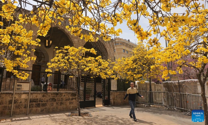 A man walks past blooming Tabebuia Chrysantha trees in downtown Beirut, Lebanon, on March 31, 2022.Photo:Xinhua