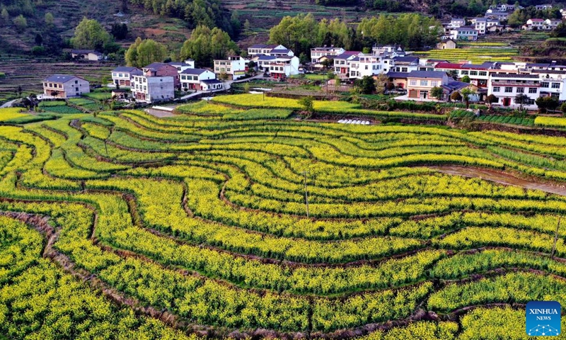 Aerial photo taken on April 3, 2022 shows the scenery of the terraced field in Ankang, northwest China's Shaanxi Province.Photo:Xinhua