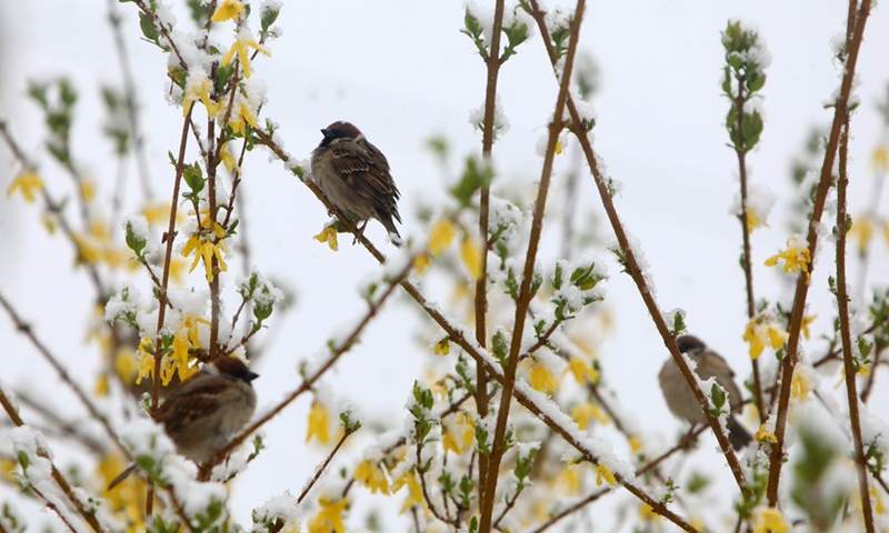 Sparrows are seen on snow-covered branches in Karlovac, Croatia, April 2, 2022.Photo:Xinhua