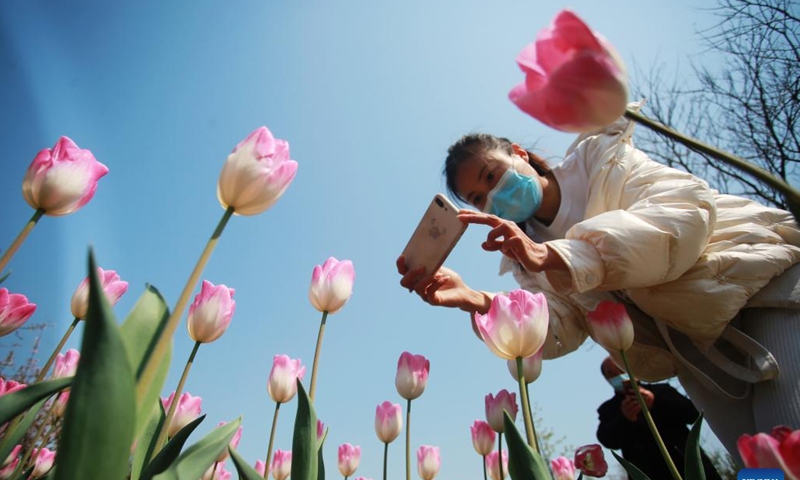 A tourist takes pictures of tulips at the Slender West Lake scenic spot in Yangzhou, east China's Jiangsu Province, April 3, 2022. Photo: Xinhua