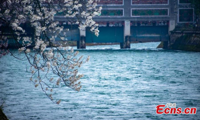 Photo shows the spring scenery in the ancient Dujiangyan Irrigation System. (Photo: China News Service/Zeng Min)