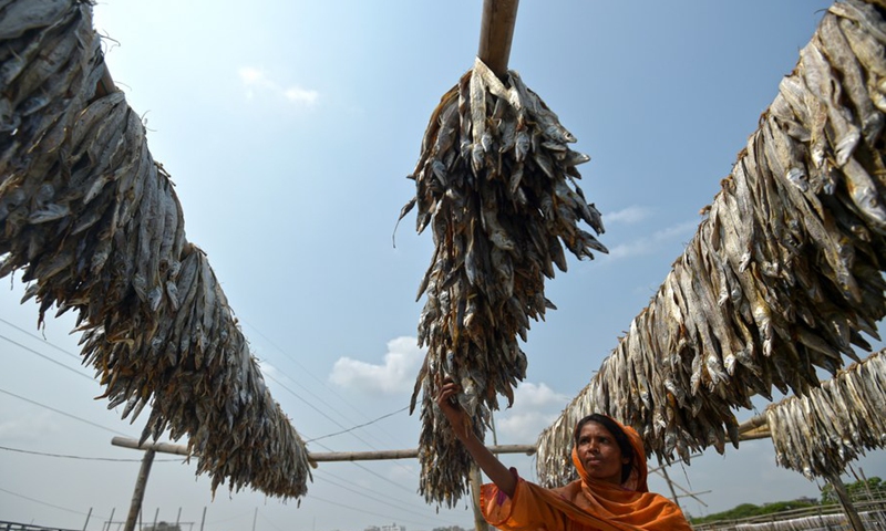 A woman dries fish at an open area in Chattogram, Bangladesh on April 4, 2022.(Photo: Xinhua)