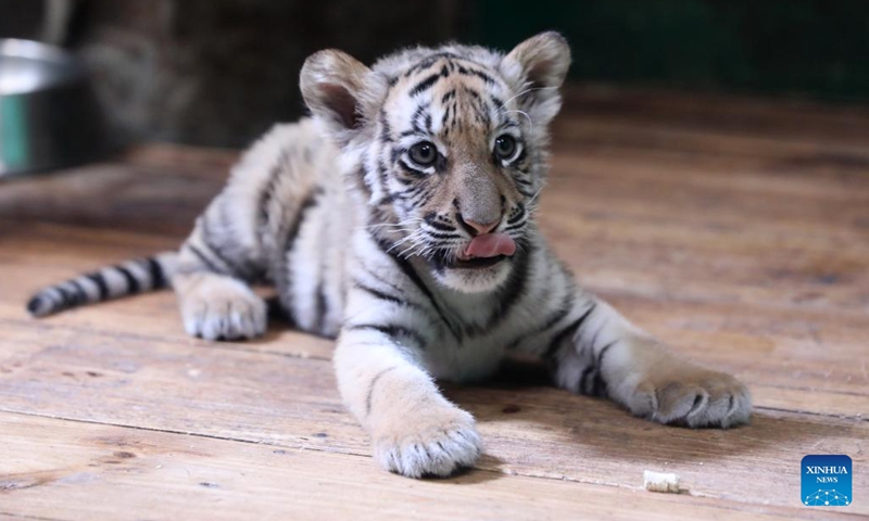 Newly-born Bengal tiger quintuplets to make debut in Guangzhou - Global ...