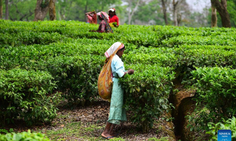 Workers pick tea leaves at a tea garden in Nagaon district of India's northeastern state of Assam, April 12, 2022. Photo: Xinhua