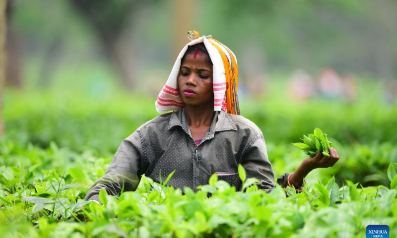 A worker picks tea leaves at a tea garden in Nagaon district of India's northeastern state of Assam, April 12, 2022. Photo: Xinhua