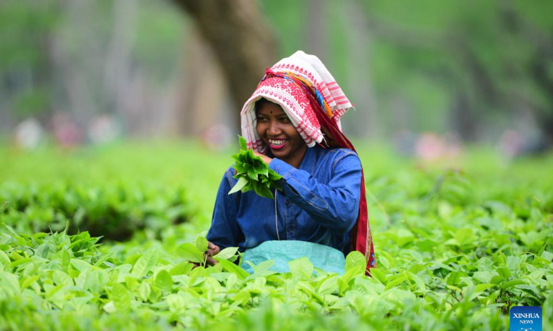 A worker picks tea leaves at a tea garden in Nagaon district of India's northeastern state of Assam, April 12, 2022. Photo: Xinhua