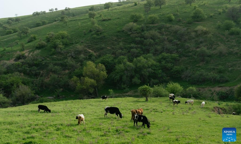 Photo taken on April 10, 2022 shows the spring view of mountains in Tashkent region, Uzbekistan. (Photo: Xinhua)