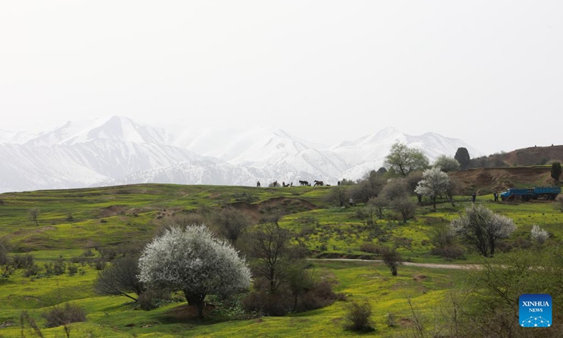 Photo taken on April 10, 2022 shows the spring view of mountains in Tashkent region, Uzbekistan. (Photo: Xinhua)