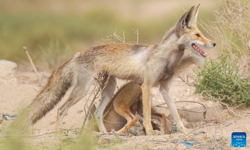 Photo taken on April 15, 2022 shows Arabian red foxes in a desert in Ahmadi Governorate, Kuwait.Photo:Xinhua