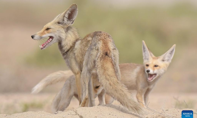 Photo taken on April 15, 2022 shows Arabian red foxes in a desert in Ahmadi Governorate, Kuwait.Photo:Xinhua