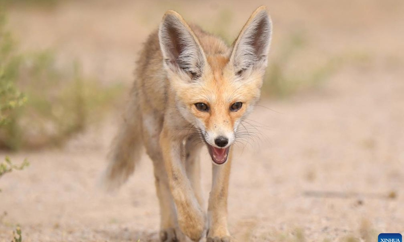 Photo taken on April 15, 2022 shows an Arabian red fox in a desert in Ahmadi Governorate, Kuwait.Photo:Xinhua